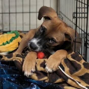 Dharma -  Retriever and Collie Dog for Adoption in Minneapolis, Minnesota - Dharma | PetCurious