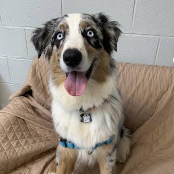 Bristol -  Australian Shepherd Dog for Adoption in Falls Church, Virginia - Bristol | PetCurious