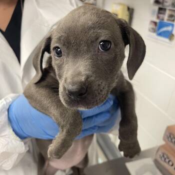 Mixed Breed Dogs Available for Adoption in Sarasota, Florida - Kelly | PetCurious