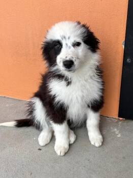 Retriever and Shepherd Dogs Available for Adoption - Oggyboo | PetCurious