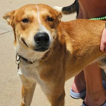 Rescue Husky and Shepherd Dogs for Adoption in Littleton, Colorado - Mr. Peabody | PetCurious
