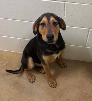 Hound Dogs Available for Adoption in Houghton Lake, Michigan - Brownie | PetCurious