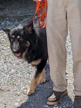 Alvin -  German Shepherd Dog Dog for Adoption in Breinigsville, Pennsylvania - Alvin | PetCurious