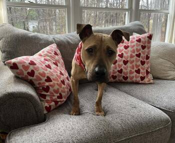 Bridget -  Pit Bull Terrier and Boxer Dog for Adoption in Youngsville, North Carolina - Bridget | PetCurious