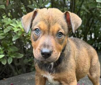 Babe Wren -  Catahoula Leopard Dog Dog for Adoption in Washington, District Of Columbia - Babe Wren | PetCurious