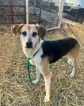 Rescue Beagle Dogs for Adoption in East Peoria, Illinois - Libby | PetCurious