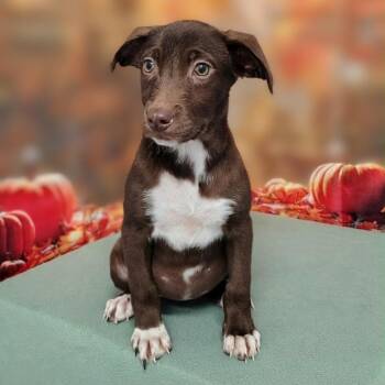 Iris -  Retriever and Mixed Breed Dog for Adoption in Griswold, Connecticut - Iris | PetCurious