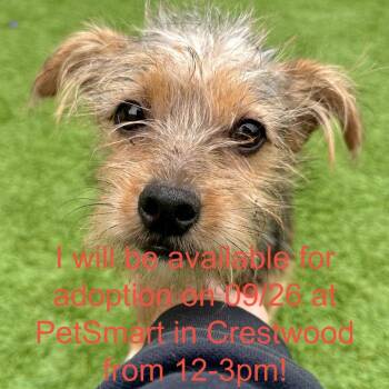 Ray Ray -  Yorkshire Terrier and Mixed Breed Dog for Adoption in Matteson, Illinois - Ray Ray | PetCurious