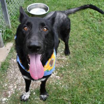 Rad Ronald -  German Shepherd Dog Dog for Adoption in Beaumont, Texas - Rad Ronald | PetCurious