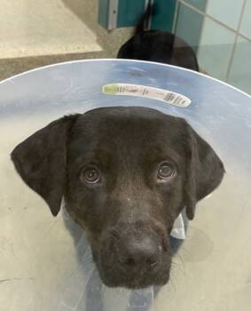 Rescue Labrador Retriever Dogs for Adoption in Houston, Texas - Juice | PetCurious