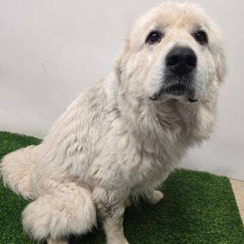 Great Pyrenees Dogs Available for Adoption in Columbia, Missouri - Sneed | PetCurious