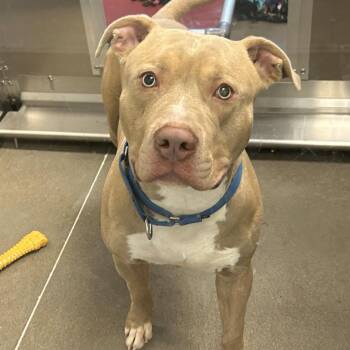 Rex -  Mixed Breed Dog for Adoption in Pittsburgh, Pennsylvania - Rex | PetCurious