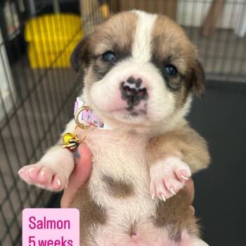 Salmon -  Husky and Shih Tzu Dog for Adoption in Tampa, Florida - Salmon | PetCurious