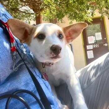DOVE -  Australian Cattle Dog Blue Heeler and Mixed Breed Dog for Adoption in Richmond, California - DOVE | PetCurious