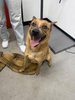 Cattle Dog and Mixed Breed Dogs Available for Adoption in West Chester, Pennsylvania - Char | PetCurious