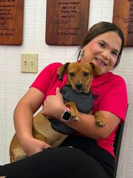 Vixen -  Chihuahua Dog for Adoption in Elkhorn, Wisconsin - Vixen | PetCurious