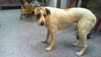 Mixed Breed Dogs Available for Adoption in Charlotte, North Carolina - PHOENIX | PetCurious