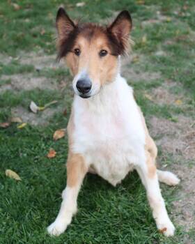 Rescue Rough Collie Dogs for Adoption in Lancaster, Ohio - Douglas | PetCurious