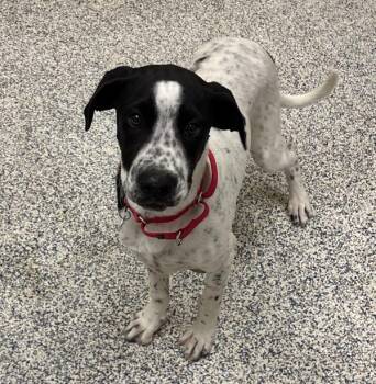 Pointer and Great Dane Dogs Available for Adoption in Golden, Colorado - Hickory | PetCurious