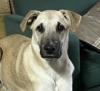 Rescue Yellow Labrador Retriever Dogs for Adoption in Portland, Maine - Marco | PetCurious