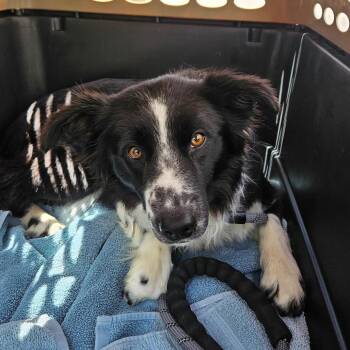 Mixed Breed and Australian Shepherd Dogs Available for Adoption in Salt Lake City, Utah - Tamale | PetCurious