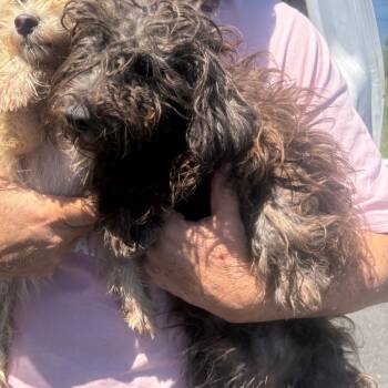 Rescue Mixed Breed Dogs for Adoption in Savannah, Georgia - Tickle Toes | PetCurious