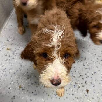 Golden Retriever and Poodle Dogs Available for Adoption in Huntsville, Alabama - Nebula | PetCurious