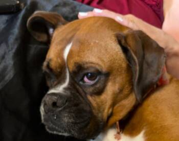 Boxer Dogs Available for Adoption in Hewitt, Texas - Rosie VII | PetCurious
