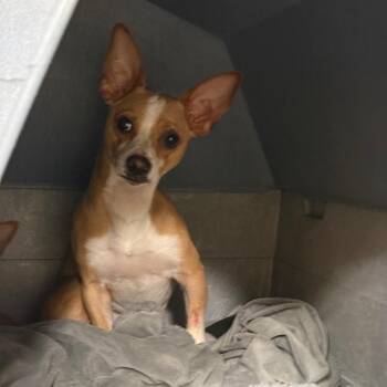 Louie -  Chihuahua and Mixed Breed Dog for Adoption in Fort Bragg, California - Louie | PetCurious