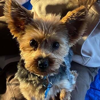 Yorkshire Terrier Dogs Available for Adoption - Tomato | PetCurious