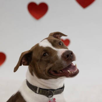 Rescue Pit Bull Terrier Dogs for Adoption in Fargo, North Dakota - Bunson | PetCurious