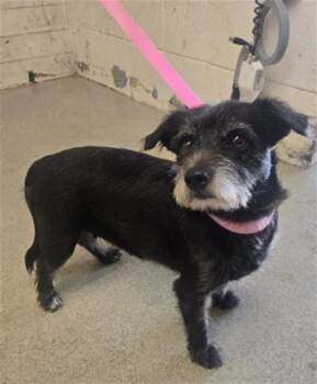 MINKA -  Norfolk Terrier and Mixed Breed Dog for Adoption in San Bernardino, California - MINKA | PetCurious