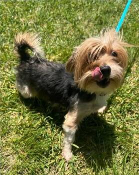 Rescue Yorkshire Terrier Dogs for Adoption in Farmington, Minnesota - Peppermint Patty | PetCurious