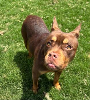 Pit Bull Terrier Dogs Available for Adoption in Little Elm, Texas - Tootsie | PetCurious