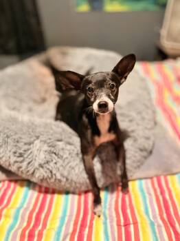 Rescue Chihuahua Dogs for Adoption in San Antonio, Texas - Tom | PetCurious
