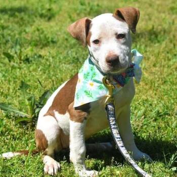 Pit Bull Terrier and Siberian Husky Dogs Available for Adoption in Broken Arrow, Oklahoma - Montana | PetCurious