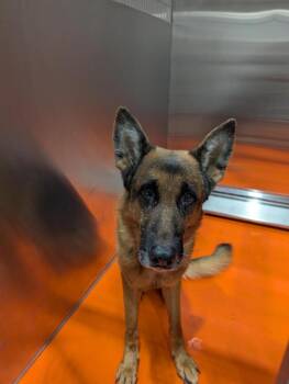 German Shepherd Dog and Mixed Breed Dogs Available for Adoption - Ritter | PetCurious
