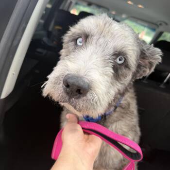 Bella -  Sheep Dog Dog for Adoption in Tampa, Florida - Bella | PetCurious