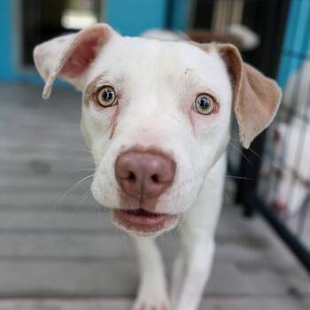 Dosey Doe Over -  Pit Bull Terrier and Mixed Breed Dog for Adoption in Bradenton, Florida - Dosey Doe Over | PetCurious