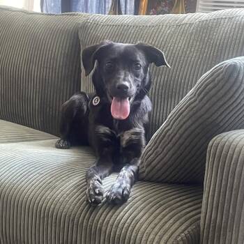 Joan Cusack -  Mixed Breed and None Dog for Adoption in New York, New York - Joan Cusack | PetCurious