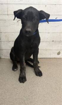 BANKS -  Pit Bull Terrier and Mixed Breed Dog for Adoption in San Bernardino, California - BANKS | PetCurious