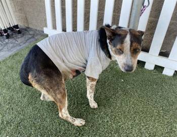 Australian Cattle Dog Blue Heeler Dogs Available for Adoption in Modesto, California - A609773 | PetCurious
