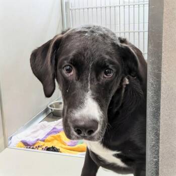 Labrador Retriever Dogs Available for Adoption in Des Moines, Iowa - Emily | PetCurious