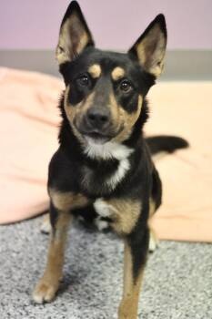 Sponsored Fee. Mace in NH. Come Meet our Adoptable Dogs Wednesda -  Shepherd Dog for Adoption in Manchester, New Hampshire - Sponsored Fee. Mace In NH. Come Meet Our Adoptable Dogs Wednesda | PetCurious