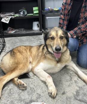 Anatolian Shepherd and Collie Dogs Available for Adoption - BUDDY | PetCurious