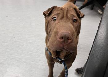 Shar Pei Dogs Available for Adoption in Colorado Springs, Colorado - IVANA MOKA | PetCurious