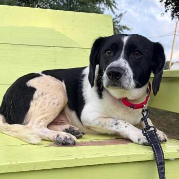 Felony -  Mixed Breed Dog for Adoption in Fredericksburg, Virginia - Felony | PetCurious