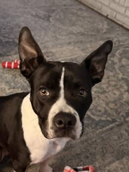 Boston Terrier Dogs Available for Adoption - Jill | PetCurious