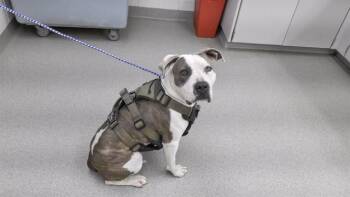 Boxer and Mixed Breed Dogs Available for Adoption in Omaha, Nebraska - URSULA | PetCurious