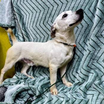 Remy -  Jack Russell Terrier and Mixed Breed Dog for Adoption in Lyndhurst, Virginia - Remy | PetCurious